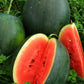 MELON 'Blacktail Mountain Watermelon'