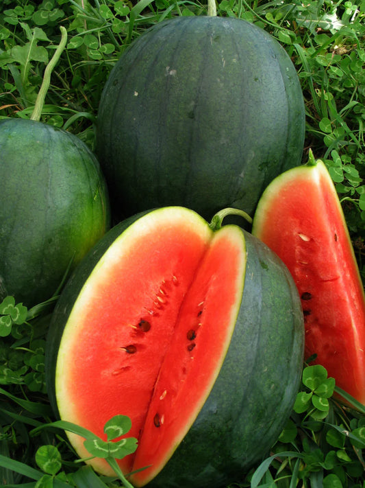 MELON 'Blacktail Mountain Watermelon'