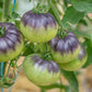 TOMATO 'Blue Beauty'