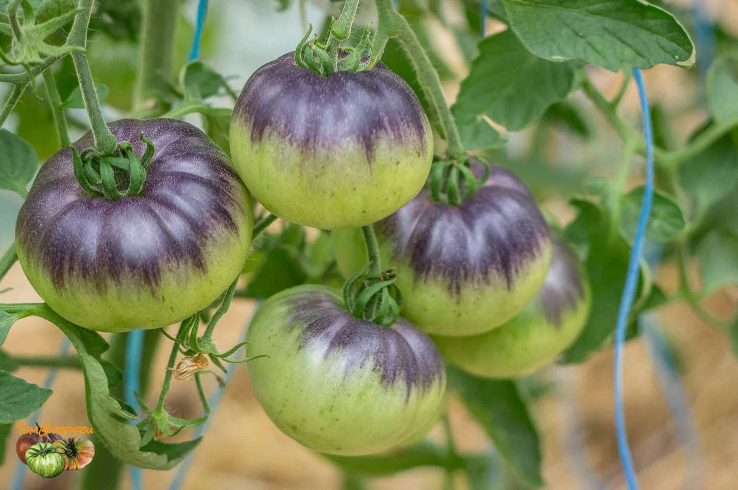 TOMATO 'Blue Beauty'