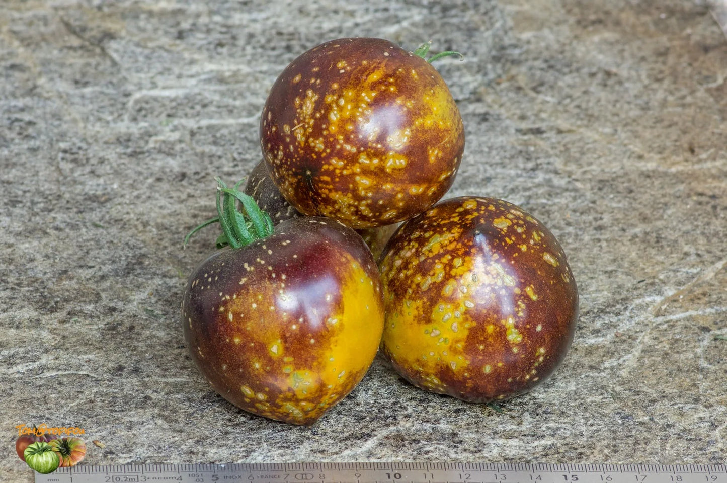 TOMATO 'Blue Gold'