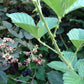 BOYSENBERRY 'Cross' --Rubus ursinus--