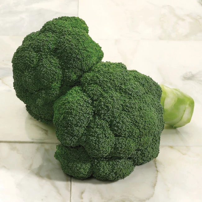 BROCCOLI 'Imperial'