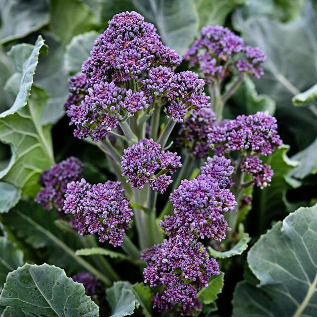 BROCCOLI 'Early Purple Sprouting'