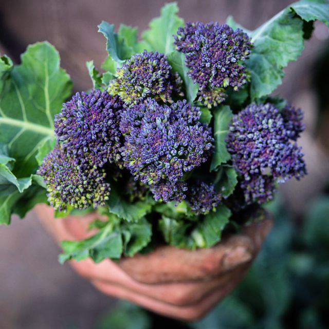 BROCCOLI 'Early Purple Sprouting'