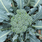 BROCCOLI 'Rasmus'