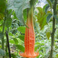 ANGEL TRUMPET 'Orange' --Brugmansia sanguinea 'Aurantia'--