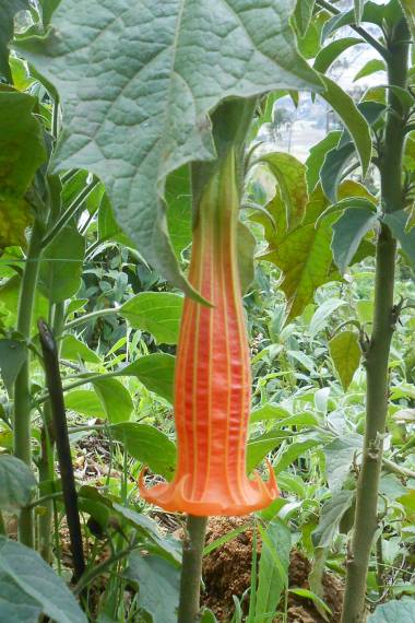 ANGEL TRUMPET 'Orange' --Brugmansia sanguinea 'Aurantia'--