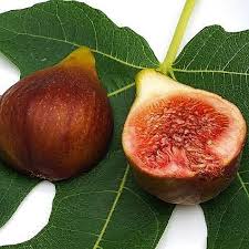 FIG 'Brunswick' --Ficus carica--