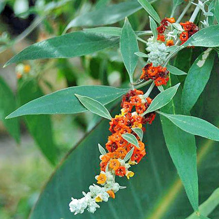 Buddleja tucumanensis --Butterfly Bush--