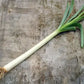 LEEK 'Bulgarian Giant' --Allium ampeloprasum--