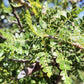 COPAL CHINO --Bursera bipinnata--