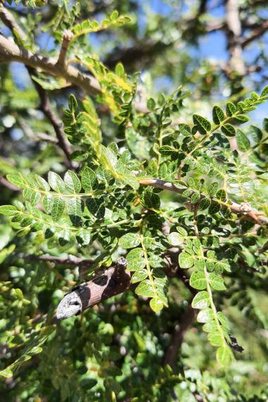 COPAL CHINO --Bursera bipinnata--