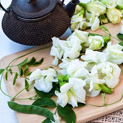 PEA 'White Queen Butterfly' --Clitoria ternatea var. albiflora--