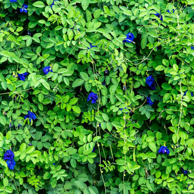 PEA 'Blue Queen Butterfly' --Clitoria ternatea--