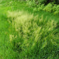 Agrostis stolonifera --Creeping Bentgrass--