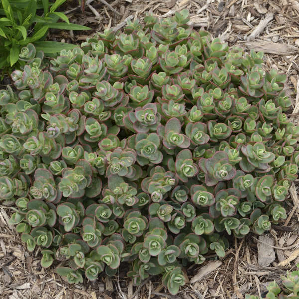 Sedum x. --Pink and Lime Stonecrop--