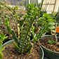 Euphorbia knuthii --Knuth's Medusa Head--