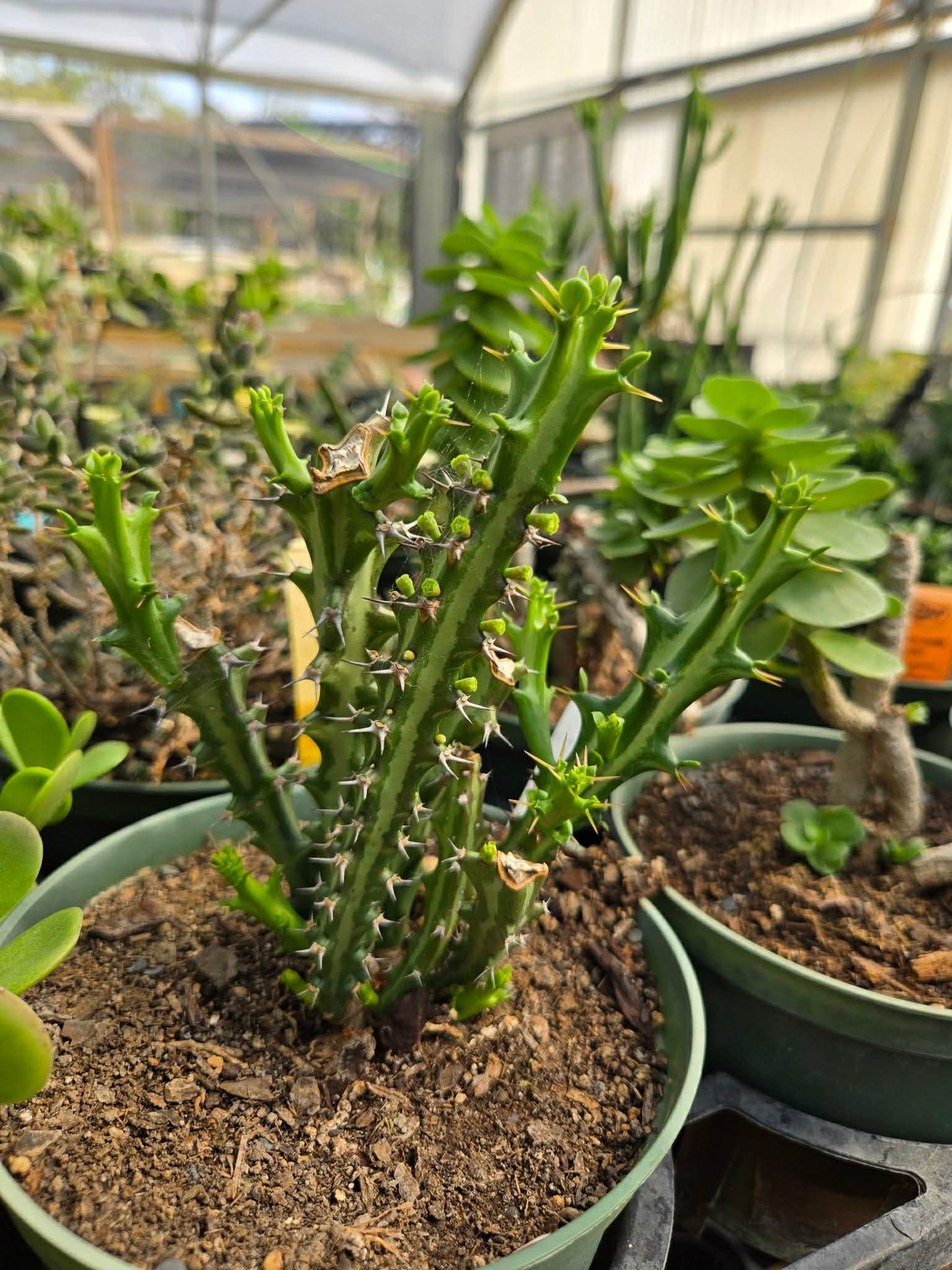 Euphorbia knuthii --Knuth's Medusa Head--
