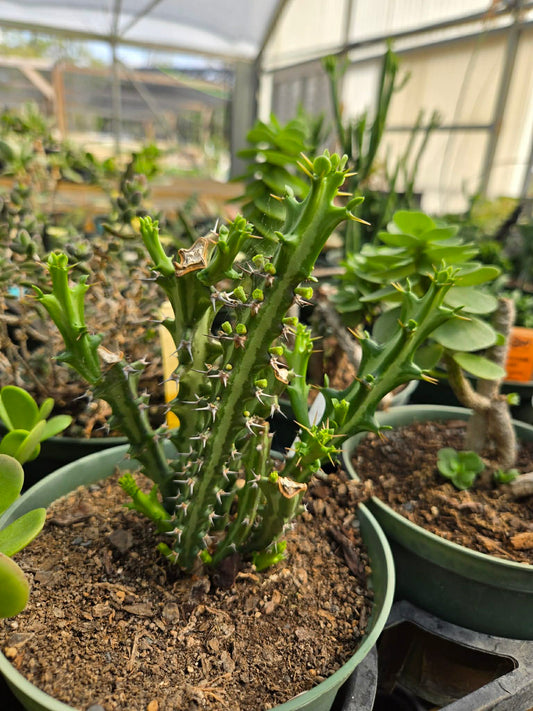 Euphorbia knuthii --Knuth's Medusa Head--