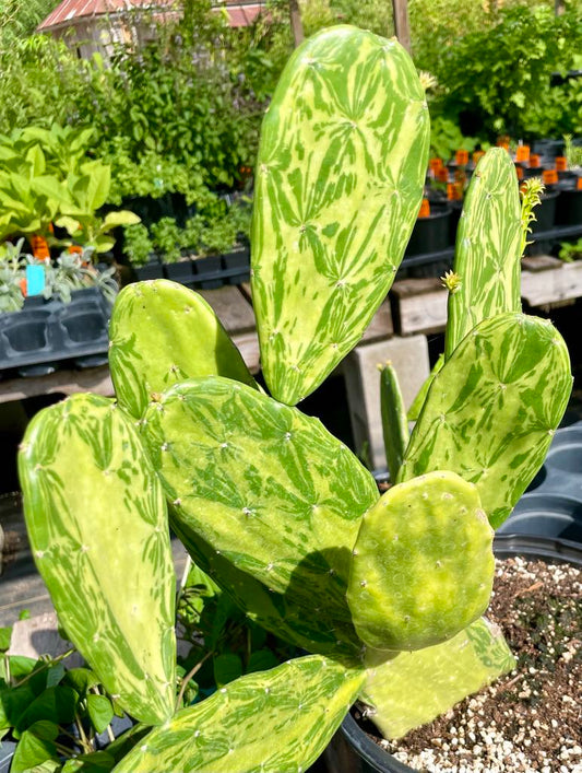 NOPALES 'Variegated Opuntia' --Nopalea cochenillifera 'Variegata'--