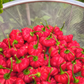 PEPPER 'Ají Cachucha' --Capsicum chinense--