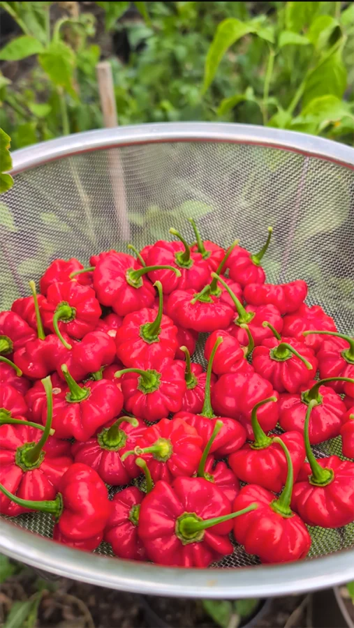 PEPPER 'Ají Cachucha' --Capsicum chinense--