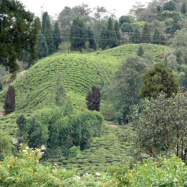 TEA --Camellia sinensis var. sinensis 'Darjeeling'--