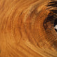 CAMPHOR TREE --Cinnamomum camphora--