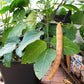 BEAN 'Jack' --Canavalia ensiformis--