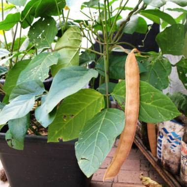 BEAN 'Jack' --Canavalia ensiformis--