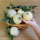 MELON 'Sugar Cube Cantaloupe'