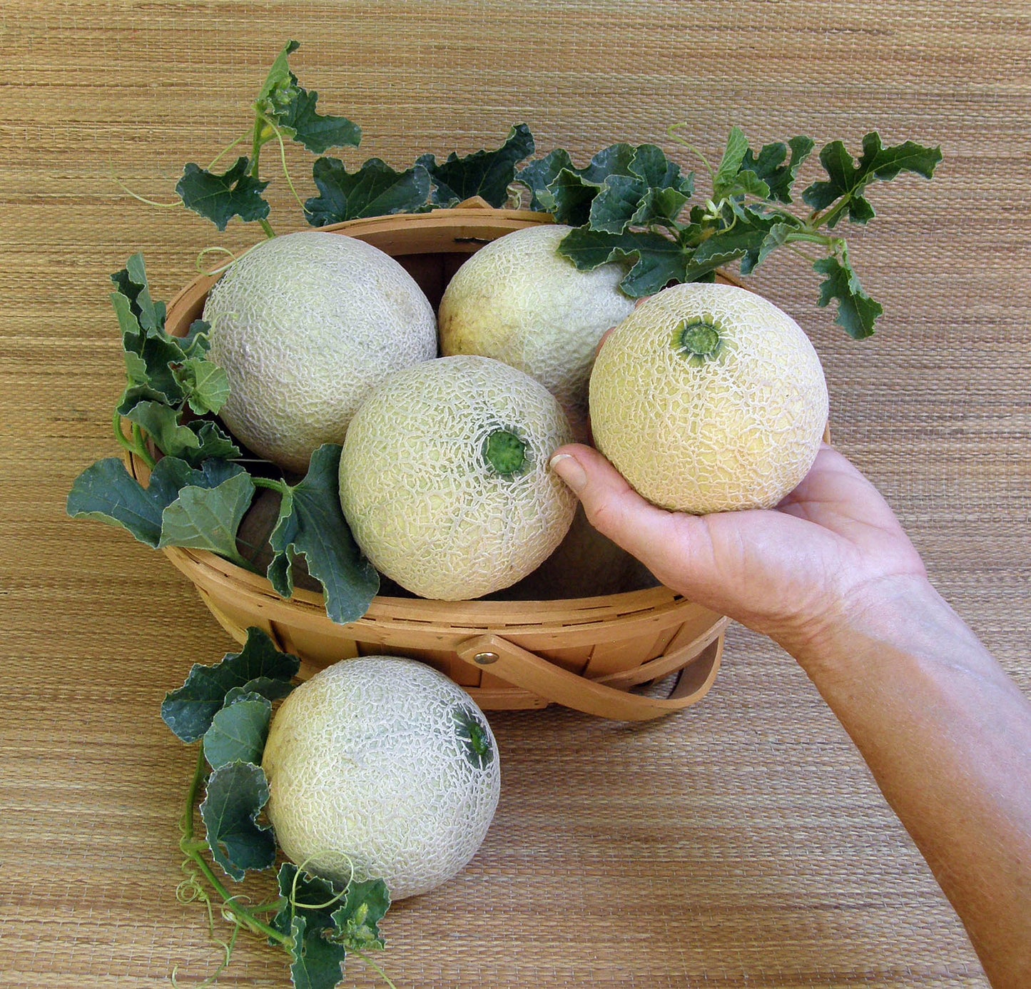 MELON 'Sugar Cube Cantaloupe'
