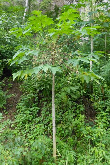 PAPAYA 'Red Petiole' --Carica papaya--