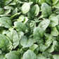 SPINACH 'Carmel'