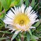 Carpobrotus edulis --Edible Ice Plant--