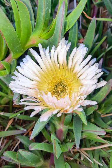 Carpobrotus edulis --Edible Ice Plant--