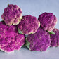 CAULIFLOWER 'Purple of Sicily'