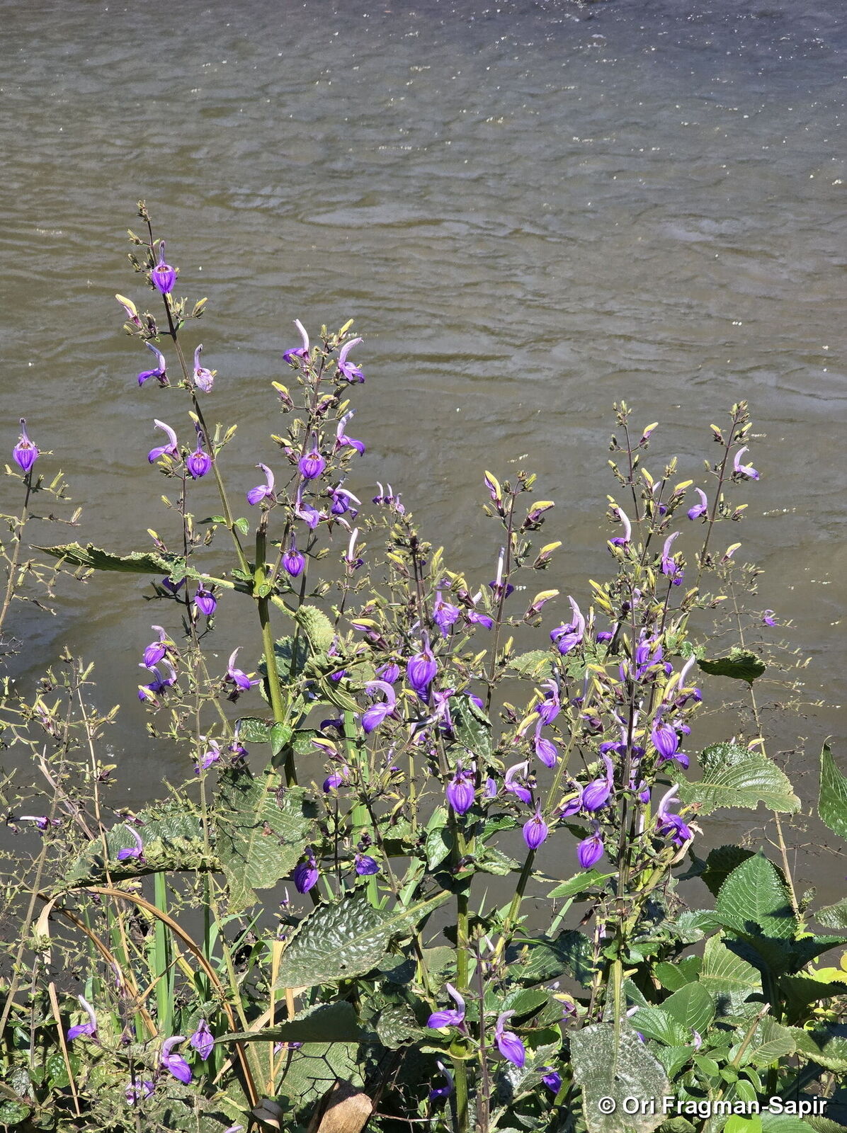 Brillantaisia owariensis --Giant Blue African Sage--