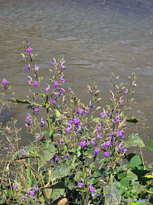 Brillantaisia owariensis --Giant Blue African Sage--