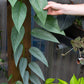Epipremnum pinnatum --Cebu Blue Pothos--