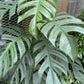 Epipremnum pinnatum --Cebu Blue Pothos--