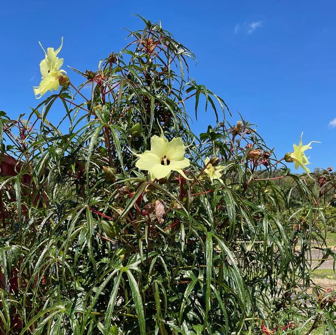 HIBISCUS 'Chief Kubo's Prize' --Abelmoschus  manihot--