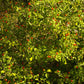 PEPPER 'Chile Pequin'