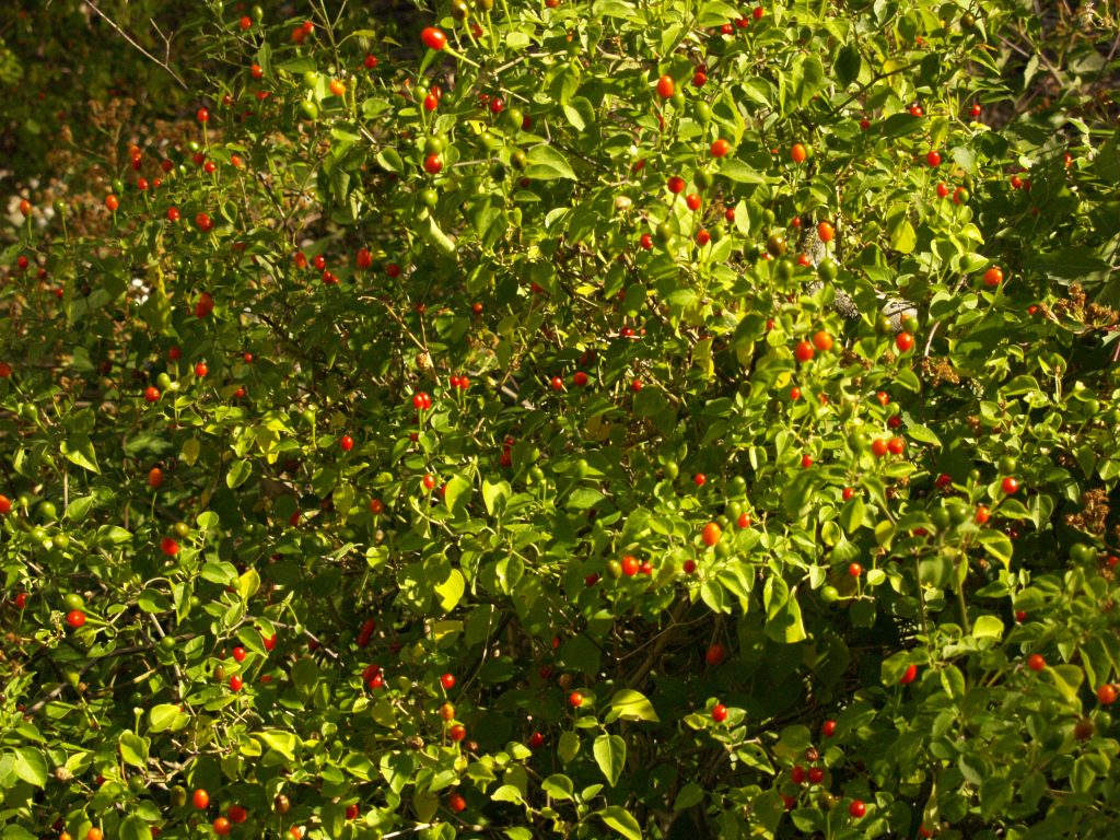PEPPER 'Chile Pequin'