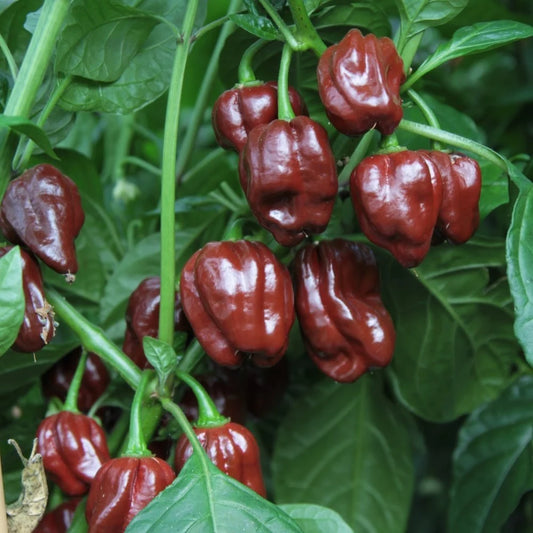 PEPPER 'Chocolate Scotch Bonnet'
