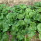 ASIAN GREENS 'Prize Pac Choy'