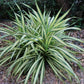 Chlorophytum comosum 'Vittatum' --Variegated Spider Plant--