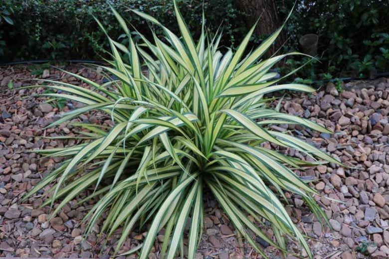 Chlorophytum comosum 'Vittatum' --Variegated Spider Plant--