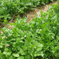 CILANTRO 'Santo' --Coriandrum sativum--